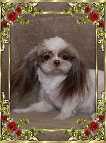 Susie Chinese Imperial Shih Tzu